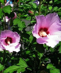 Fast Growing Trees Minerva Rose Of Sharon Althea Shrub 9 Fast Growing Trees Minerva Rose Of Sharon Althea Shrub