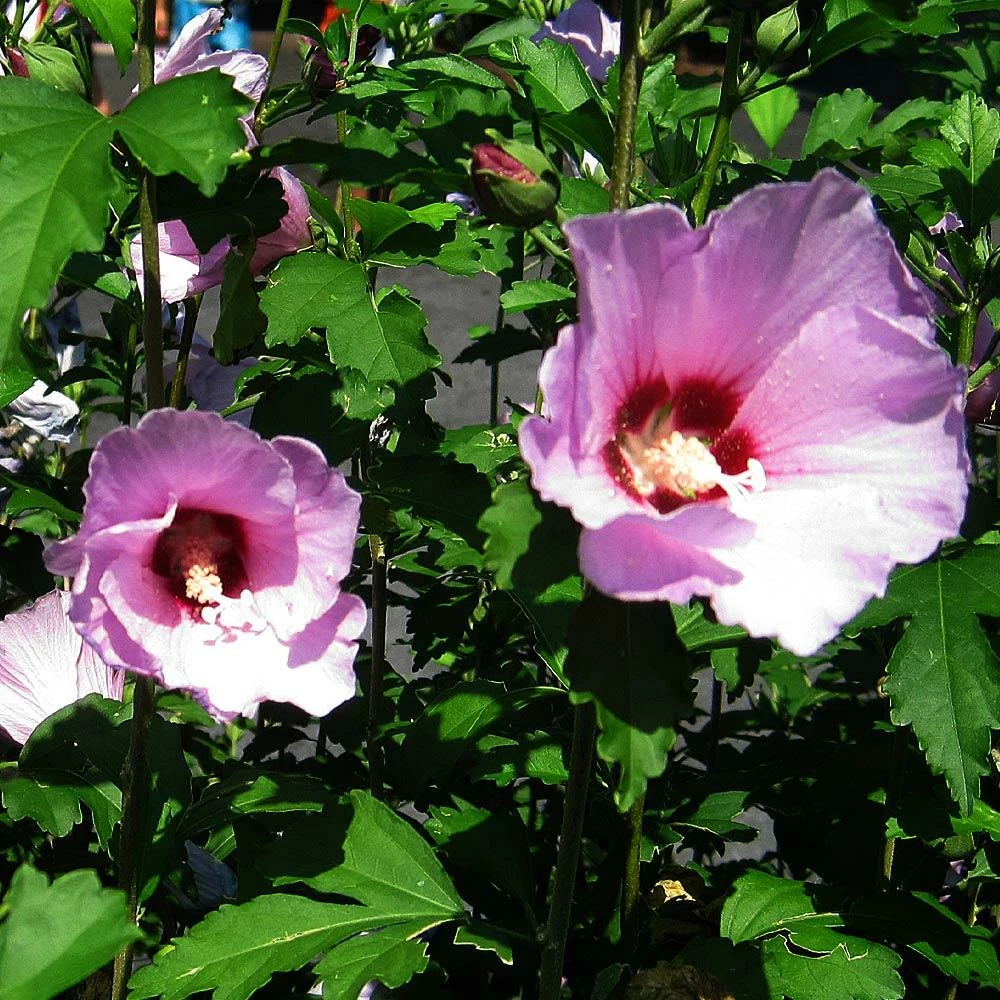 Fast Growing Trees Minerva Rose Of Sharon Althea Shrub 6 Fast Growing Trees Minerva Rose Of Sharon Althea Shrub
