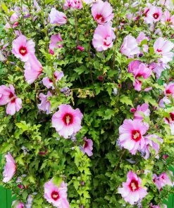 Fast Growing Trees Minerva Rose Of Sharon Althea Shrub 8 Fast Growing Trees Minerva Rose Of Sharon Althea Shrub