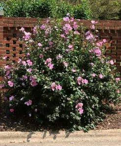 Fast Growing Trees Minerva Rose Of Sharon Althea Shrub