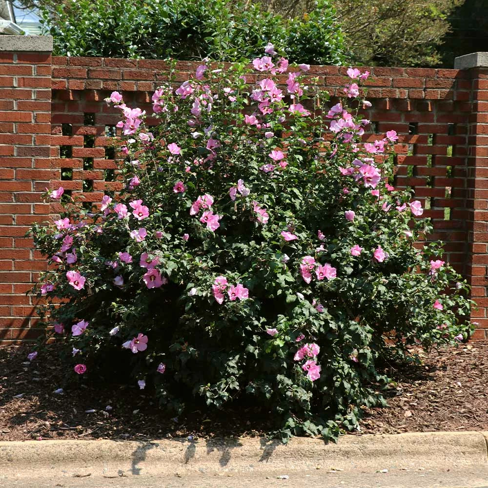 Fast Growing Trees Minerva Rose Of Sharon Althea Shrub 4 Fast Growing Trees Minerva Rose Of Sharon Althea Shrub