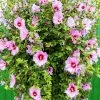 Fast Growing Trees Minerva Rose Of Sharon Althea Shrub 2 Fast Growing Trees Minerva Rose Of Sharon Althea Shrub