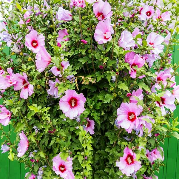 Fast Growing Trees Minerva Rose Of Sharon Althea Shrub 3 Fast Growing Trees Minerva Rose Of Sharon Althea Shrub