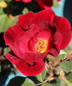 Fast Growing Trees Miracle On The Hudson™ Rose