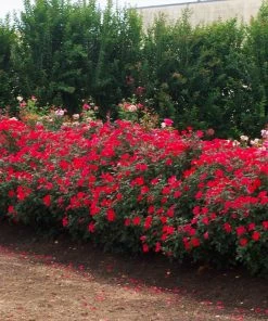 Fast Growing Trees Miracle On The Hudson™ Rose