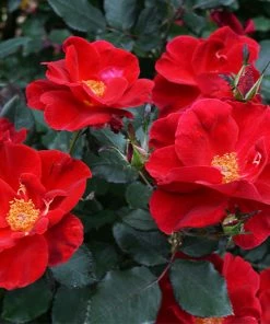 Fast Growing Trees Miracle On The Hudson™ Rose Tree Rose Trees