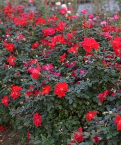 Fast Growing Trees Miracle On The Hudson™ Rose