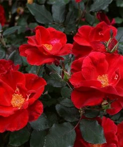 Fast Growing Trees Miracle On The Hudson™ Rose