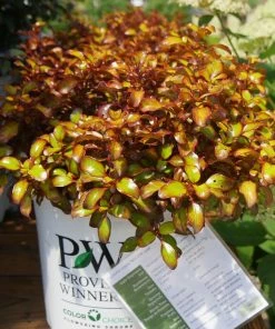 Fast Growing Trees See All Shrubs & Hedges Wax Wings™ Gold Mirror Bush