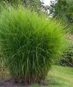 Fast Growing Trees Miscanthus Gracillimus (Maiden Grass) Ornamental Grasses