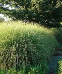Fast Growing Trees Miscanthus Gracillimus (Maiden Grass) Ornamental Grasses