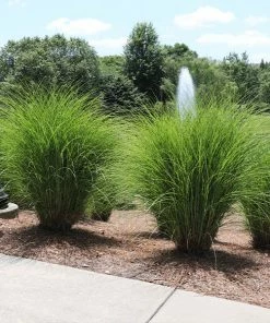 Fast Growing Trees Miscanthus Gracillimus (Maiden Grass) Ornamental Grasses