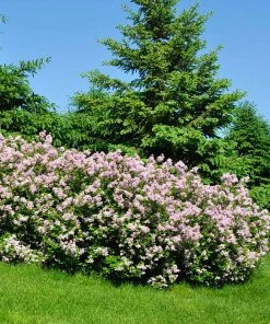 Fast Growing Trees Miss Kim Lilac Shrub