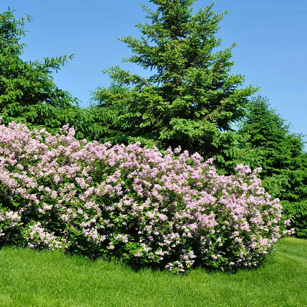 Fast Growing Trees Miss Kim Lilac Shrub 4 Fast Growing Trees Miss Kim Lilac Shrub