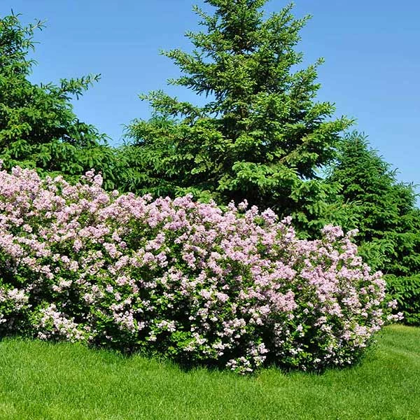 Fast Growing Trees Miss Kim Lilac Shrub 3 Fast Growing Trees Miss Kim Lilac Shrub