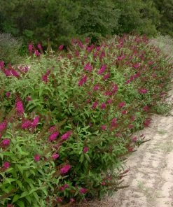 Fast Growing Trees See All Shrubs & Hedges Miss Molly Butterfly Bush
