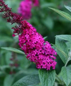 Fast Growing Trees See All Shrubs & Hedges Miss Molly Butterfly Bush