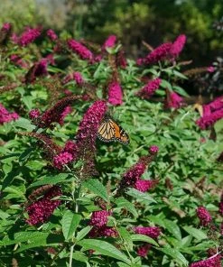 Fast Growing Trees See All Shrubs & Hedges Miss Molly Butterfly Bush