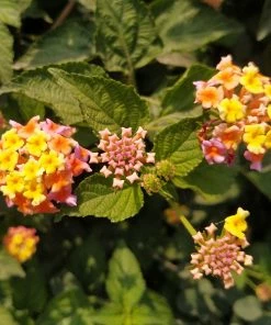 Fast Growing Trees Deer Resistant Plants Miss Huff Lantana