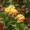 Fast Growing Trees Deer Resistant Plants Miss Huff Lantana 2 Fast Growing Trees Deer Resistant Plants Miss Huff Lantana