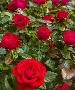 Fast Growing Trees Mister Lincoln Hybrid Tea Rose Roses