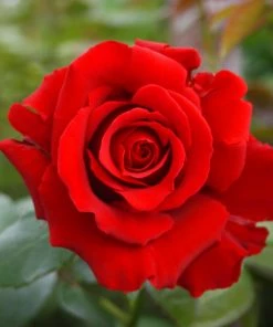 Fast Growing Trees Mister Lincoln Hybrid Tea Rose Roses