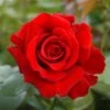 Fast Growing Trees Mister Lincoln Hybrid Tea Rose Roses