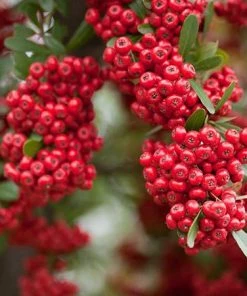 Fast Growing Trees See All Evergreen & Privacy Trees Mohave Pyracantha (Firethorn) Shrub