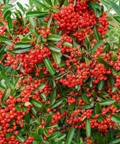 Fast Growing Trees See All Evergreen & Privacy Trees Mohave Pyracantha (Firethorn) Shrub