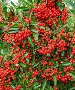 Fast Growing Trees See All Evergreen & Privacy Trees Mohave Pyracantha (Firethorn) Shrub
