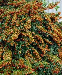 Fast Growing Trees See All Evergreen & Privacy Trees Mohave Pyracantha (Firethorn) Shrub