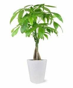 Fast Growing Trees Pet Friendly House Plants Money Tree In White Pot