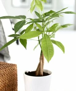 Fast Growing Trees Pet Friendly House Plants Money Tree In White Pot