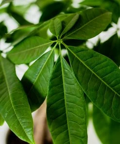 Fast Growing Trees Pet Friendly House Plants Money Tree In White Pot