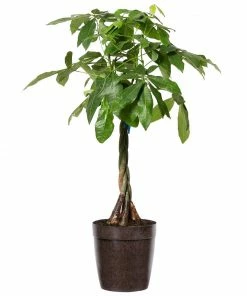 Fast Growing Trees Money Tree Pet Friendly House Plants 12 Fast Growing Trees Money Tree Pet Friendly House Plants