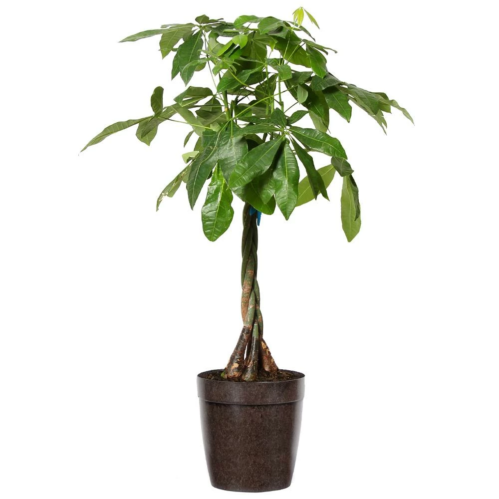 Fast Growing Trees Money Tree Pet Friendly House Plants 5 Fast Growing Trees Money Tree Pet Friendly House Plants