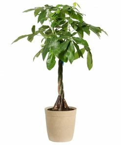Fast Growing Trees Money Tree Pet Friendly House Plants 13 Fast Growing Trees Money Tree Pet Friendly House Plants