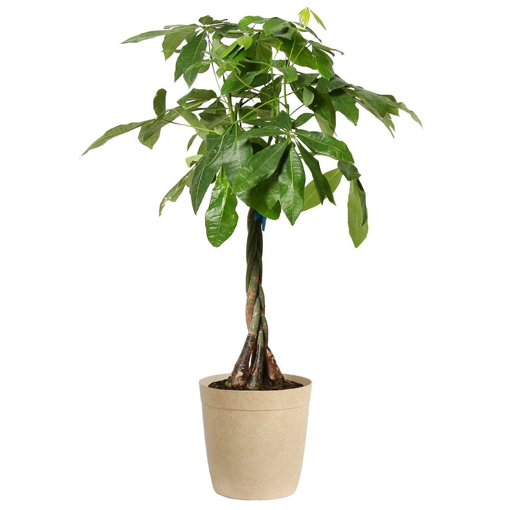 Fast Growing Trees Money Tree Pet Friendly House Plants 6 Fast Growing Trees Money Tree Pet Friendly House Plants