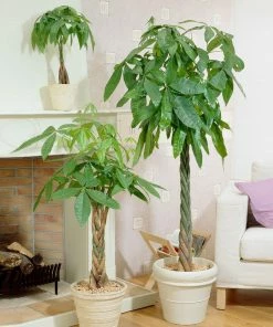 Fast Growing Trees Money Tree Pet Friendly House Plants