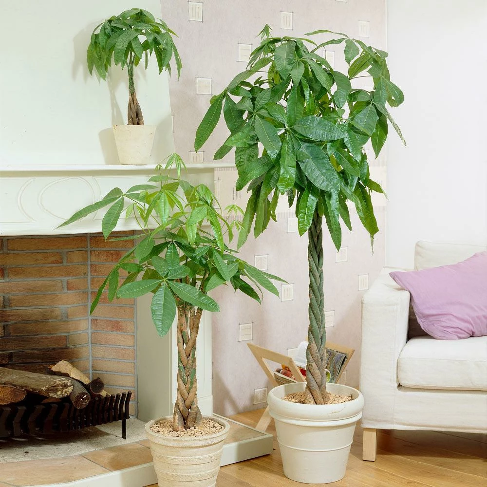 Fast Growing Trees Money Tree Pet Friendly House Plants 4 Fast Growing Trees Money Tree Pet Friendly House Plants