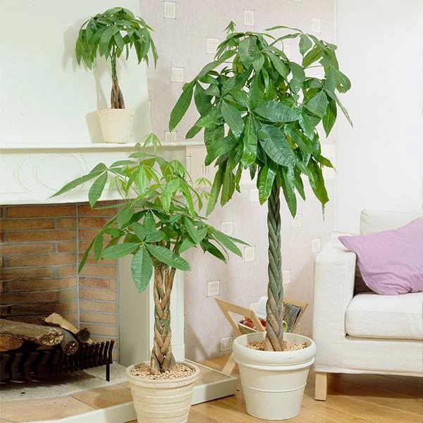 Fast Growing Trees Money Tree Pet Friendly House Plants 3 Fast Growing Trees Money Tree Pet Friendly House Plants