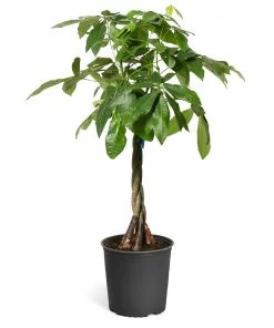Fast Growing Trees Money Tree Pet Friendly House Plants 14 Fast Growing Trees Money Tree Pet Friendly House Plants