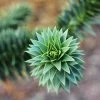 Fast Growing Trees Monkey Puzzle Tree See All Evergreen & Privacy Trees