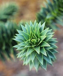 Fast Growing Trees Monkey Puzzle Tree See All Evergreen & Privacy Trees