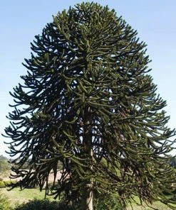 Fast Growing Trees Monkey Puzzle Tree See All Evergreen & Privacy Trees