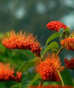 Fast Growing Trees Monkey's Brush Plant See All Shrubs & Hedges