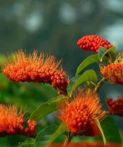 Fast Growing Trees Monkey's Brush Plant See All Shrubs & Hedges