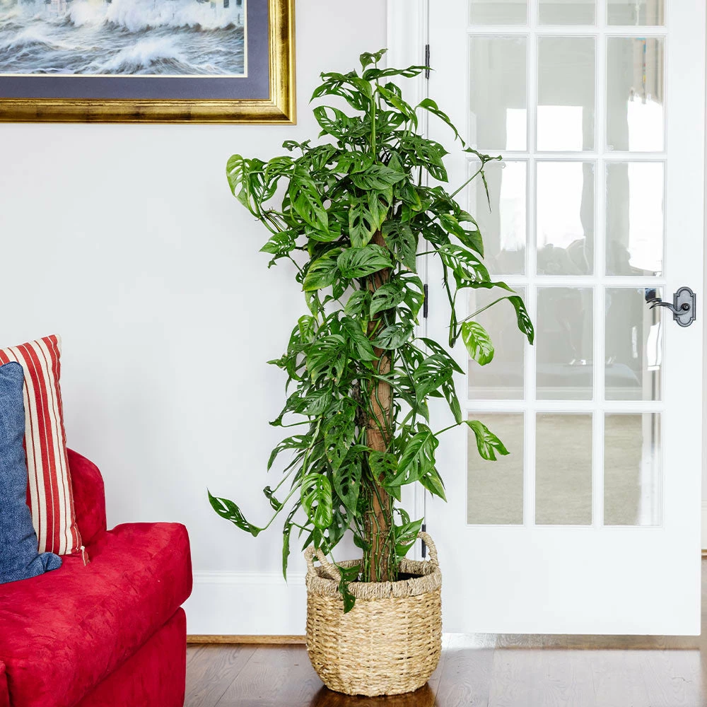 Fast Growing Trees Monstera Adansonii Floor Plants 6 Fast Growing Trees Monstera Adansonii Floor Plants