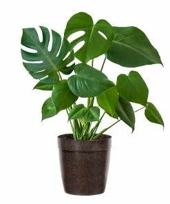 Fast Growing Trees Floor Plants Monstera Deliciosa (Swiss Cheese Plant) 22 Fast Growing Trees Floor Plants Monstera Deliciosa (Swiss Cheese Plant)