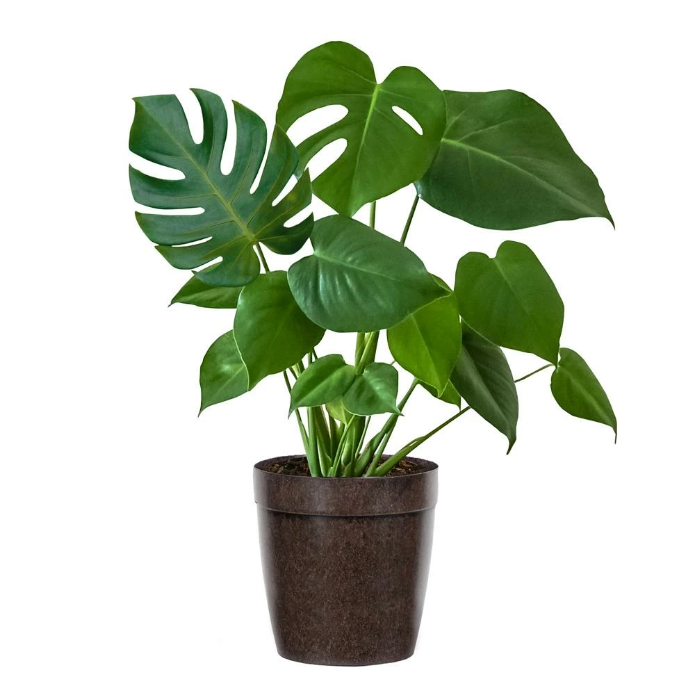 Fast Growing Trees Floor Plants Monstera Deliciosa (Swiss Cheese Plant) 9 Fast Growing Trees Floor Plants Monstera Deliciosa (Swiss Cheese Plant)